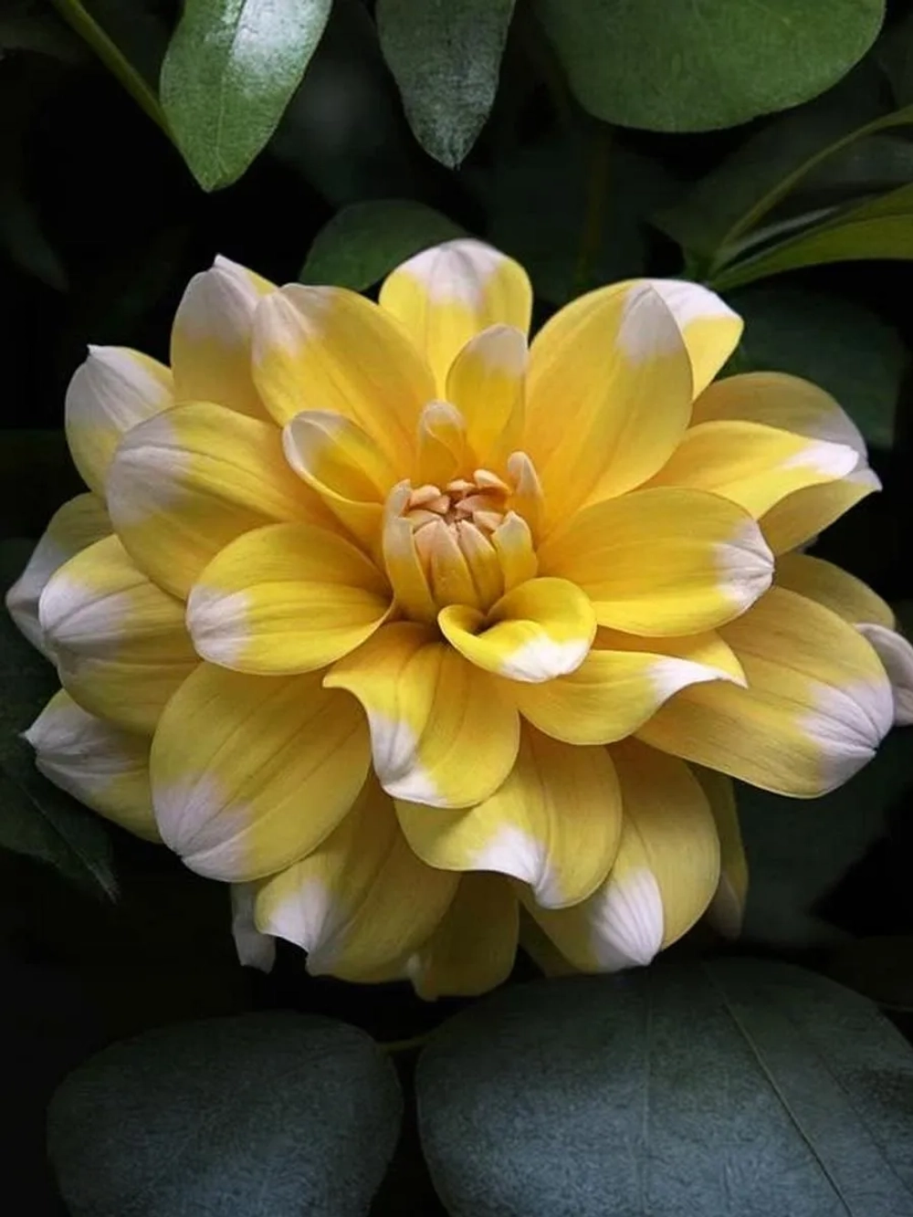 Георгин декоративный Осака