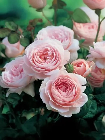 Роза английская Розалинд