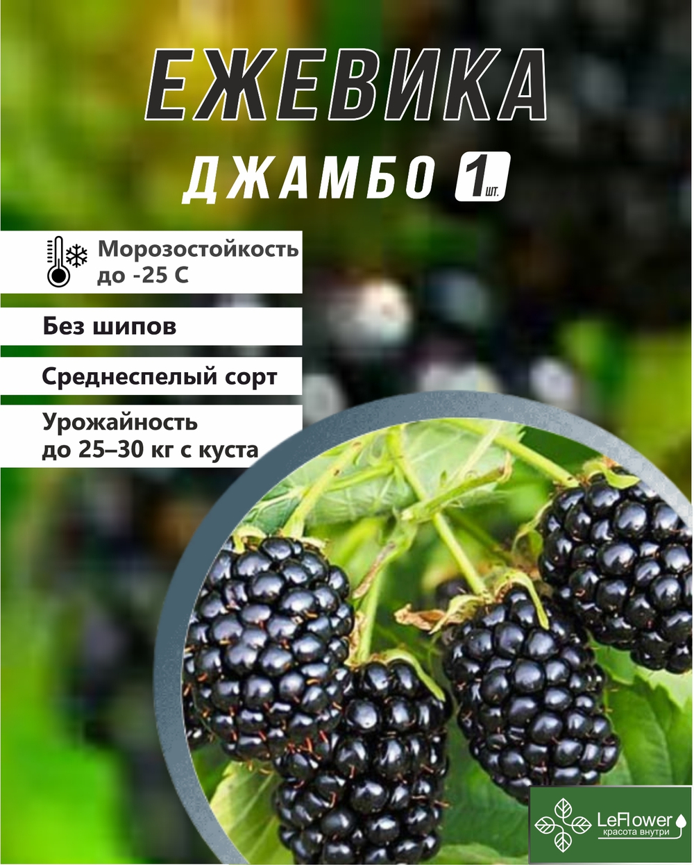 Ежевика саженец ЛохТей
