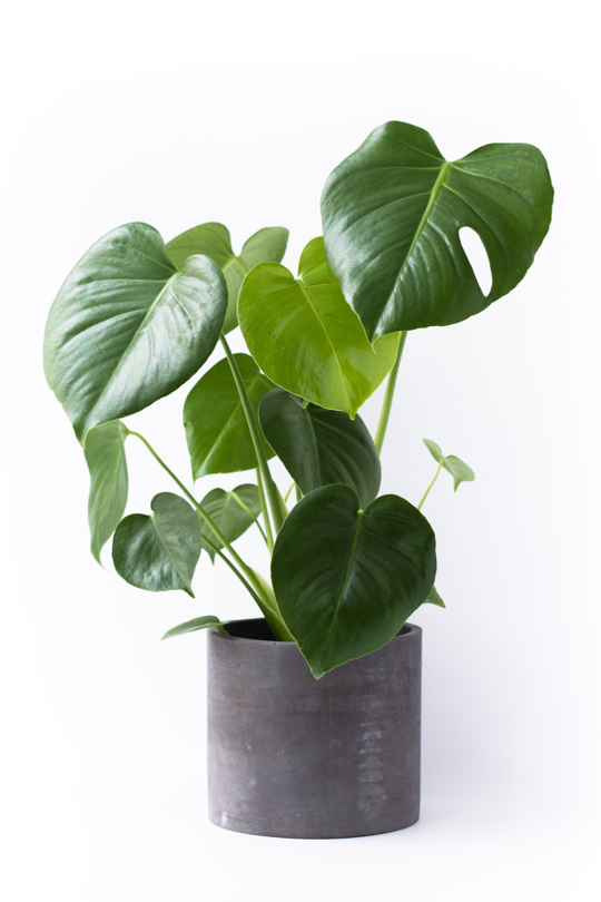 Монстера Делициоза