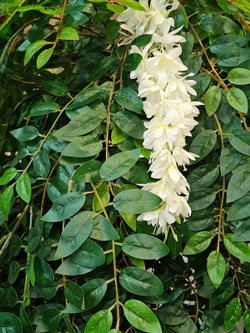 Дерево Акация 280см в кашпо
