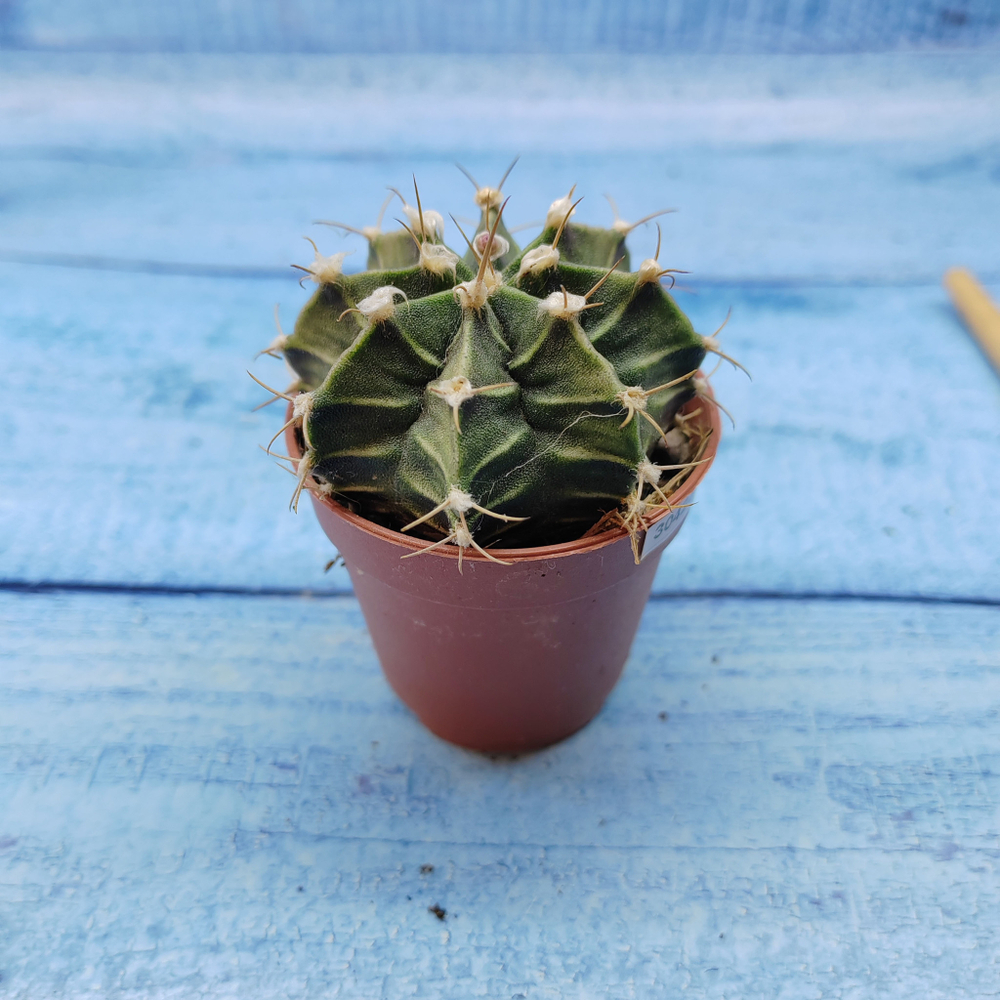 Gymnocalycium Friedrichii (Гимнокалициум)