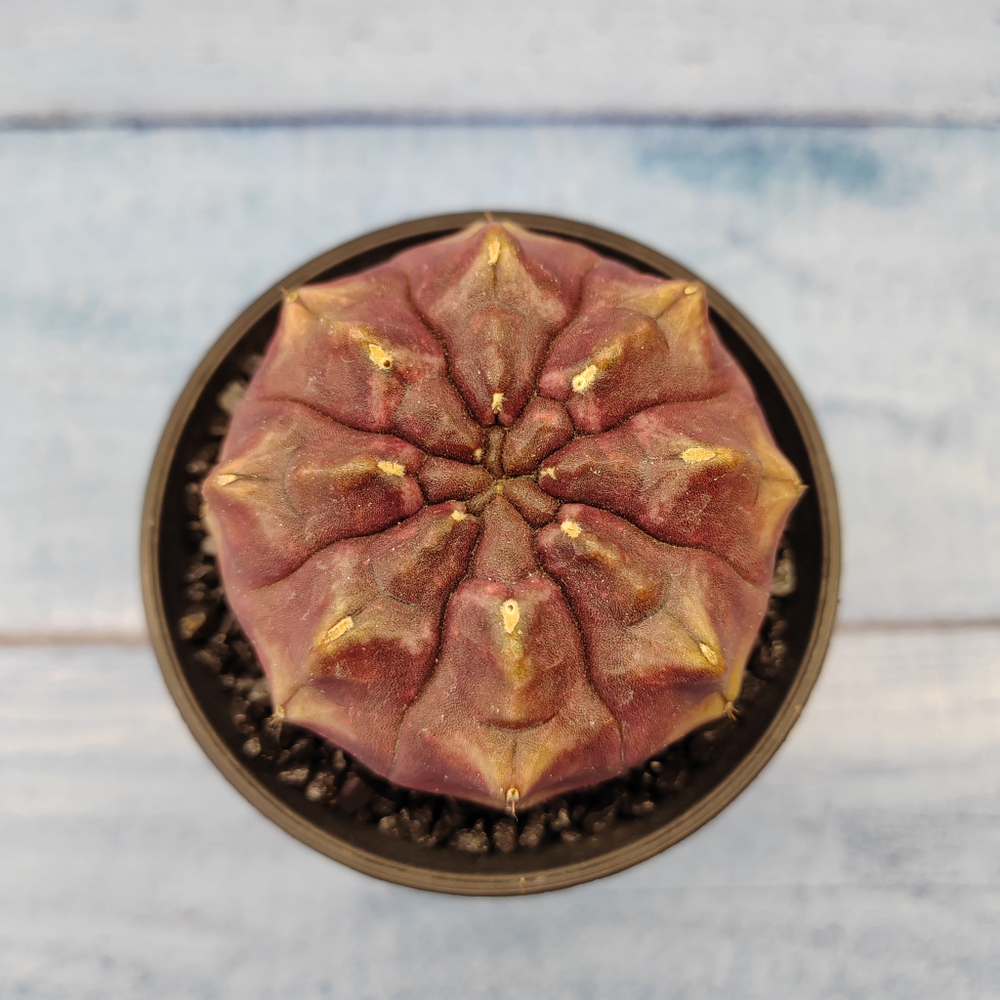 Gymnocalycium Daydream (Гимнокалициум)