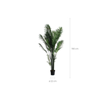 Пальмовое растение PALMERA