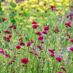 Короставник македонский. Knautia macedonica.