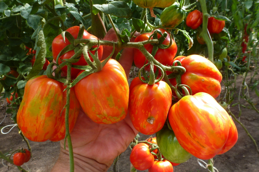 Томаты для фарширования Striped Stuffer