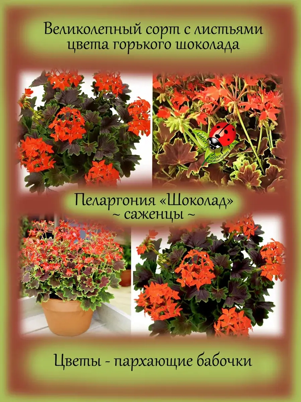 Пеларгония Шоколад пёстролистная