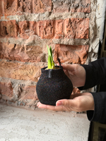 Амариллис луковица - цвет черный блеск в ткани