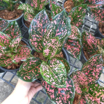 Аглаонема PINK DALMATIN