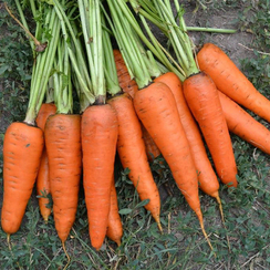 Кантербюри F1 семена моркови курода/шантане (Bejo / Бейо)