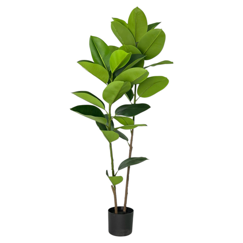 Фикус эластика зеленый 125 см.