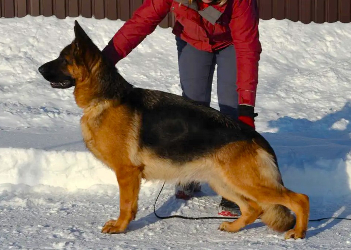 Мать: CONTRA TEAM CARRERA