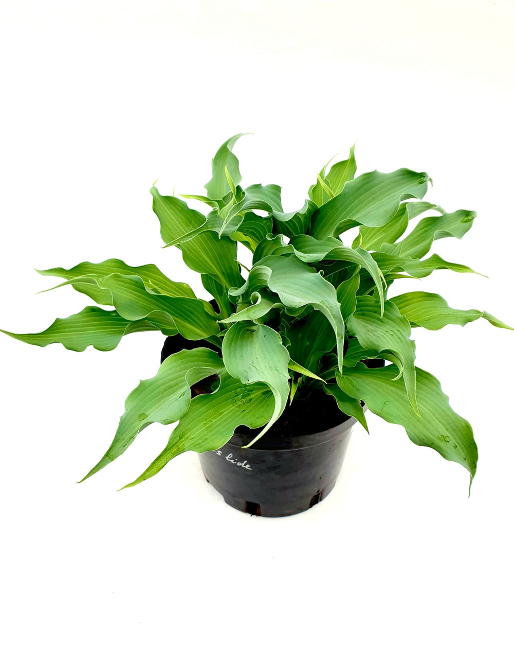 Хоста микс СП