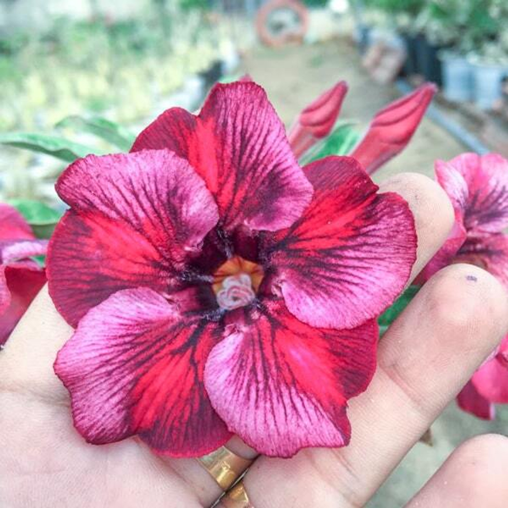 Адениум обесум 184 Phúc Lộc 2021