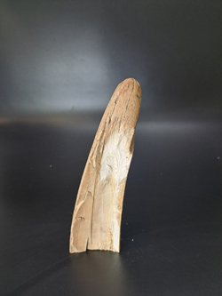 Бивень мамонта для коллекции