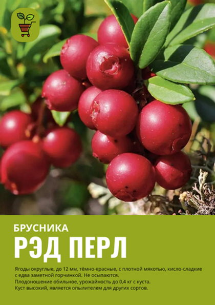 Брусника Ред Перл