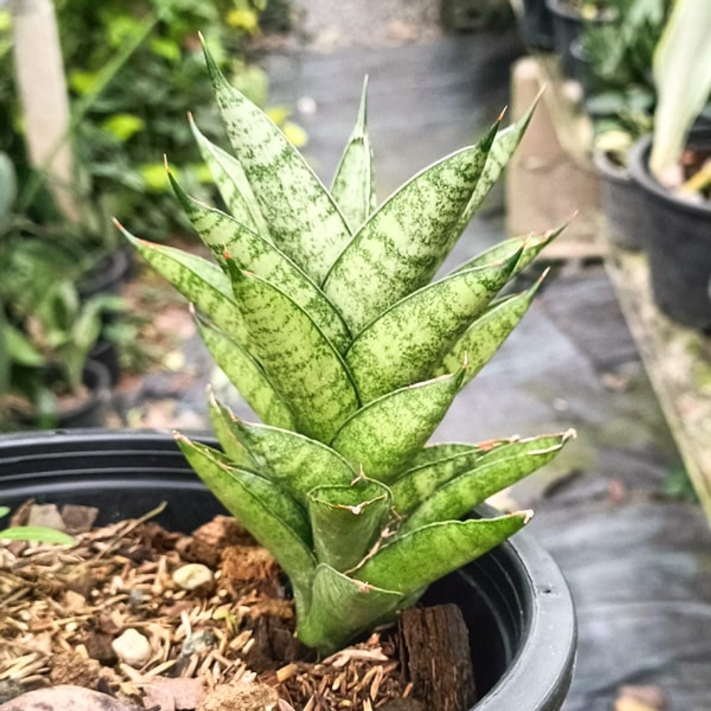 Сансевиерия PAGODA