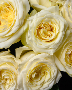 Монобукет кремовый *