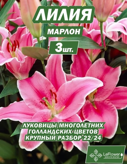 Луковичные цветы лилия марлон, разбор 22/24, 3 шт