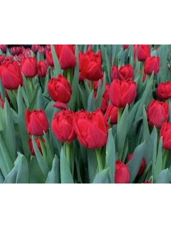 Тюльпаны пионовидные ,луковицы сорт LARGO красные (4штуки)