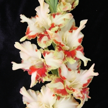 Гладиолус крупноцветковый Дыхание Лета