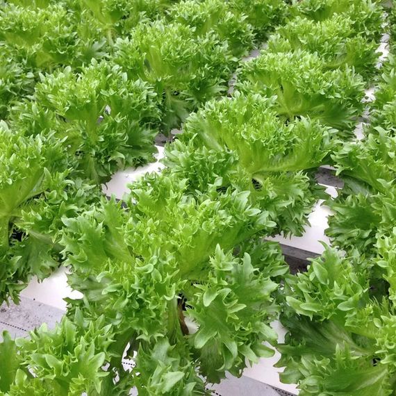 СТАРФАЙТЕР семена салата Rijk Zwaan купить