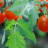 Отдушка CS - Томатный Лист (Tomato Leaf)