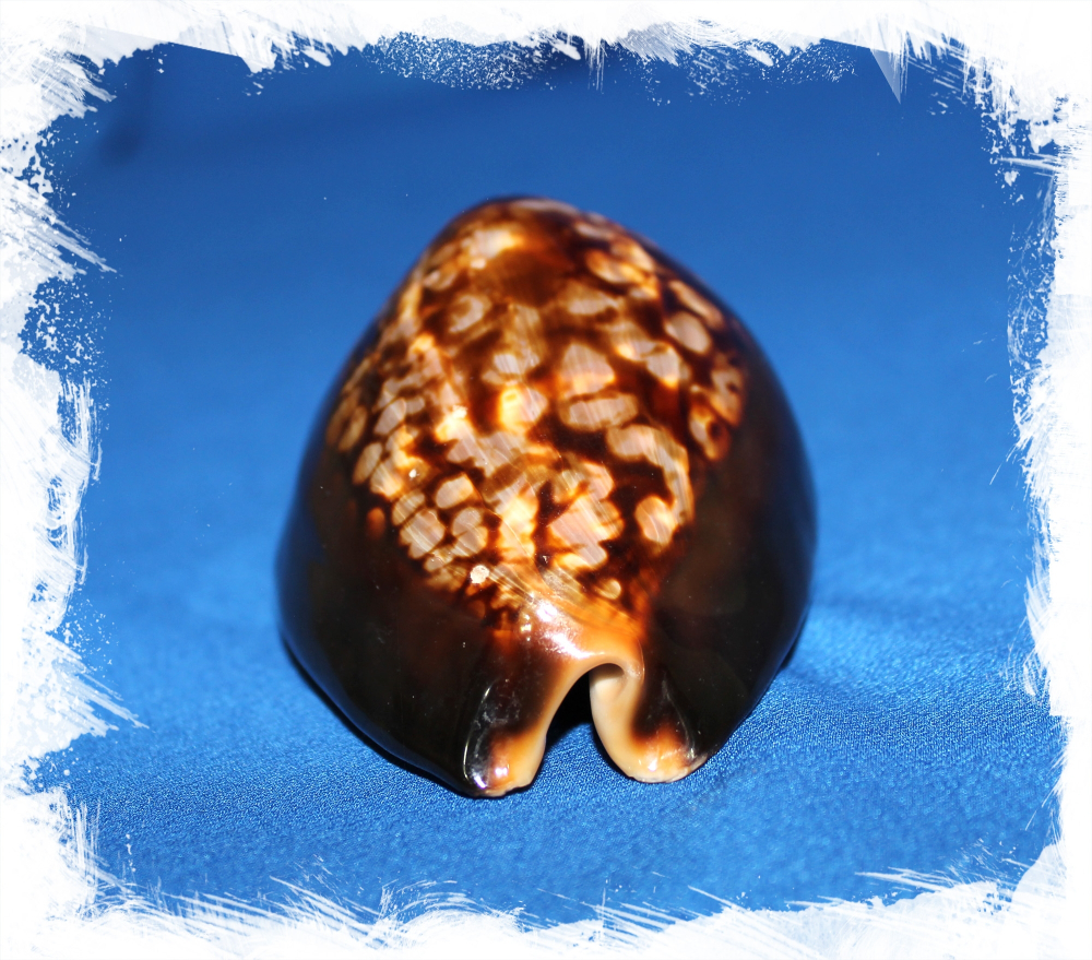 Ципрея Мавританская, 5-8см, 1шт