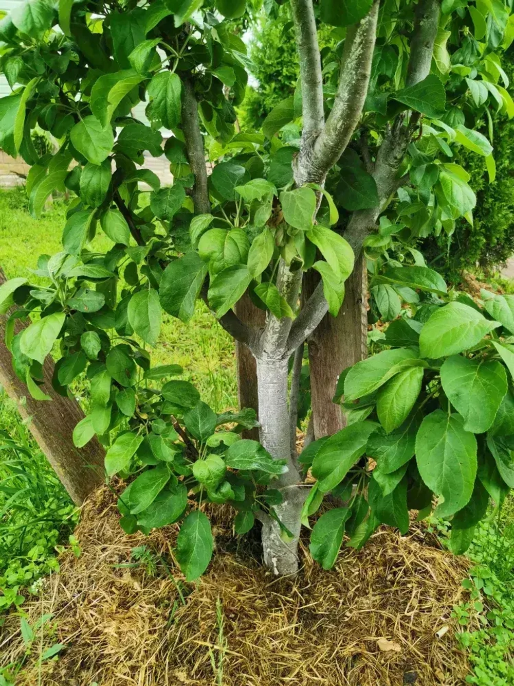 Краска для побелки садовых деревьев ЯРКО САДОВОД, белая матовая, 2,5 кг