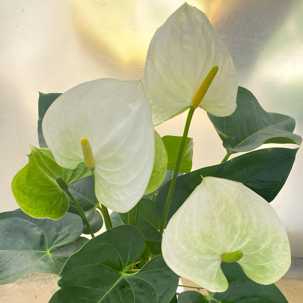 Антуриум Андре SIERRA WHITE (H78)