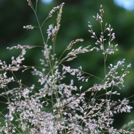 Луговик дернистый (Щучка) "Palava". Deschampsia cespitosa "Palava".