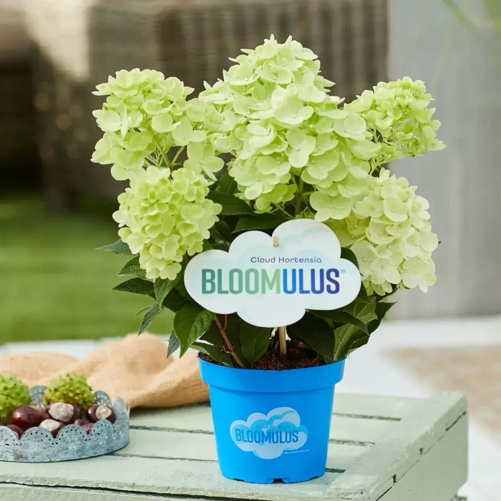 Стратикс Облачная серия (Bloomulus Stratix) р9 (0.5 л) ИЮЛЬ 2026 г