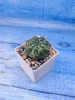 Matucana Aureiflora (Матукана)