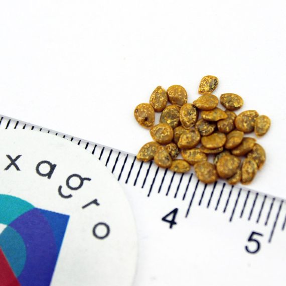 ВЕГГО F1 семена томата полудетерминантного (Enza Zaden) купить