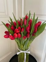 АКЦИЯ тюльпан - классика КРАСНЫЙ