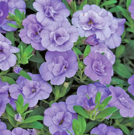 ЕВРО Калибрахоа Mini Famous Uno double light blue укорененный черенок ОКС