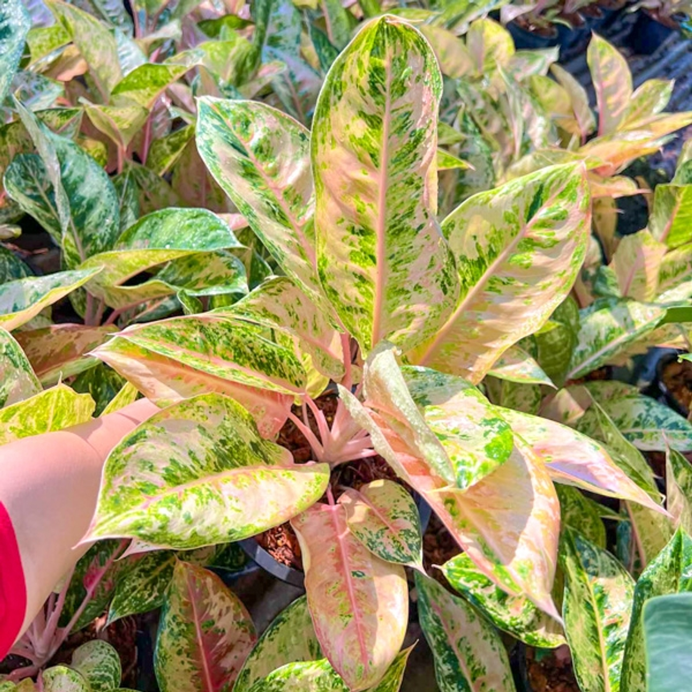 Несколько дорогих аглаонем из недавно добавленных