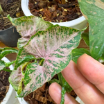 Сингониум PINK MOSAIC MARBLE