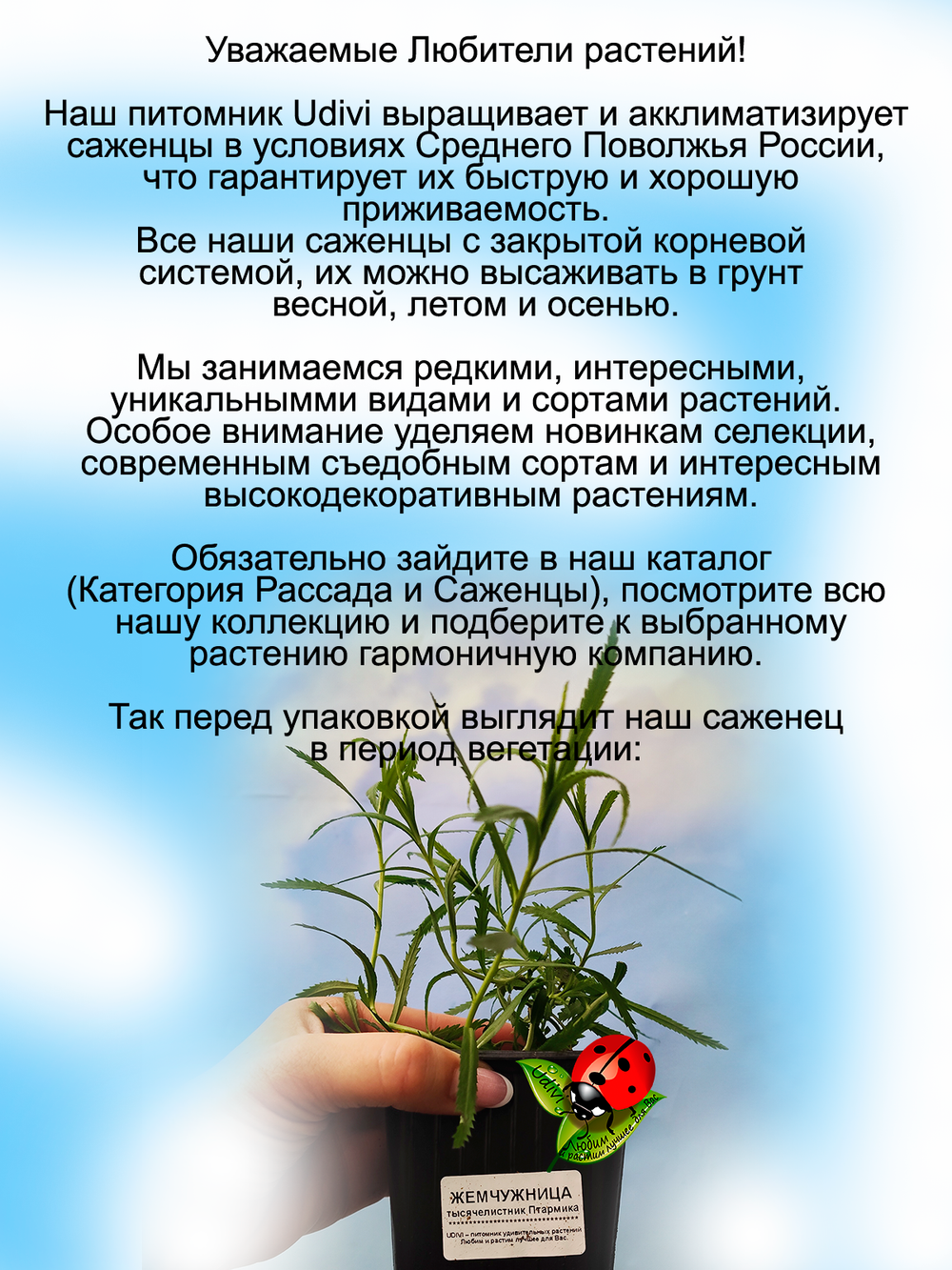 Жемчужница, тысячелистник Птармика аналог гипсофилы