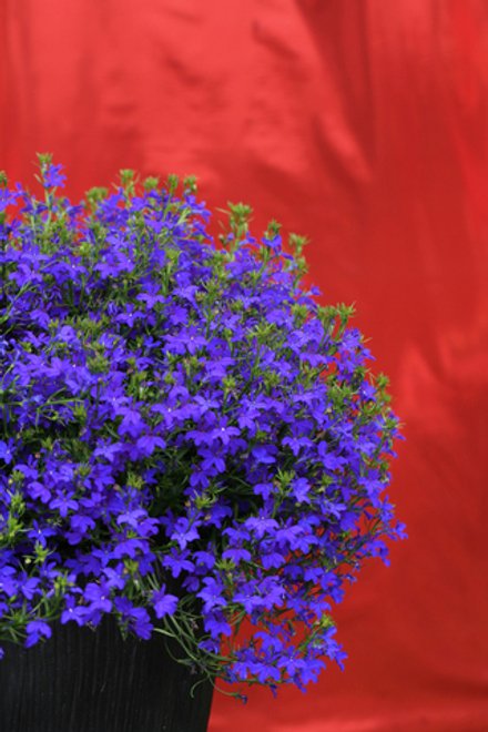 ЕВРО Лобелия Deep Blue Star укорененный черенок ОКС февраль 26 Kohen