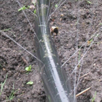 Голден Спрей (А) 6 м