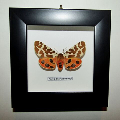 Бабочка Arctia martinhoneyi в рамке