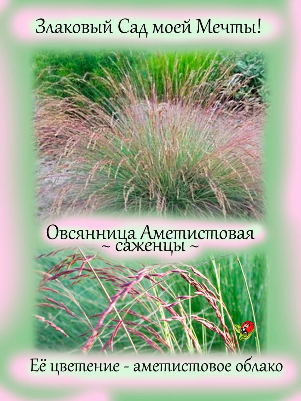 Злак Овсяница аметистовая злак многолетний