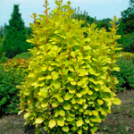 Барбарис Тунберга Мария PBR С4 30-40