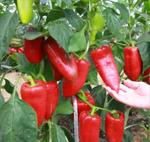 АРИАДНИ F1 семена перца сладкого (Seminis | Семинис)