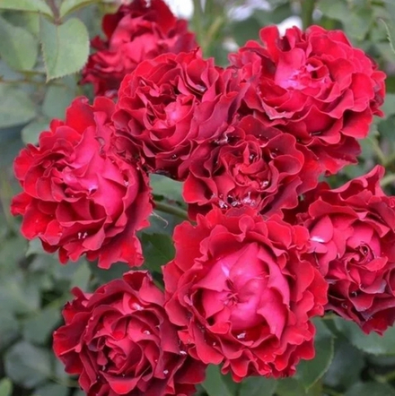 Hommage a Barbara (DELchifrou, Heinz Winkler, ) Омаж а барбарА