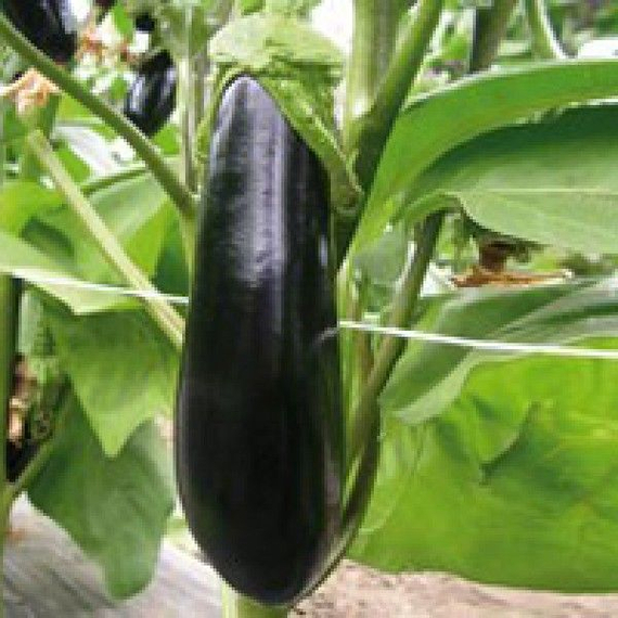 Валентина F1 семена баклажана (Seminis / ALEXAGRO) культура – фото 5