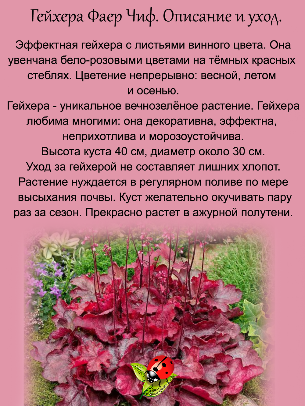 Гейхера Файер Чиф