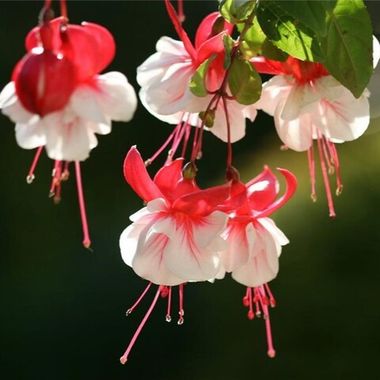 35106 Фуксия SUNBEAM Ballerina Blue (Весна 2026)