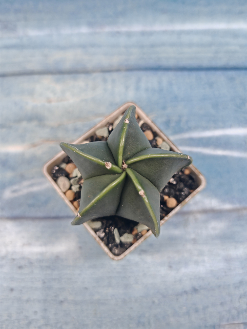 Astrophytum Myriostigma Nudum (Астрофитум)